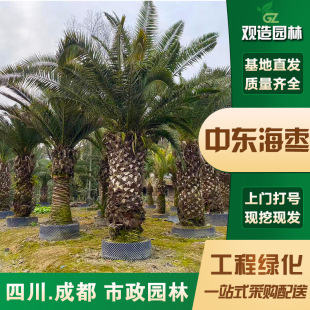 Middle Eastern Jujube Saplings, Sichuan Greening Street Trees, Palm Trees with Long Leaves, Prickly Sunflowers, Large Canary Islands Jujube Trees