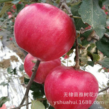 嫁接果树苗 苹果苗 瑞雪瑞阳苹果树苗南北方种植果树 容易管理