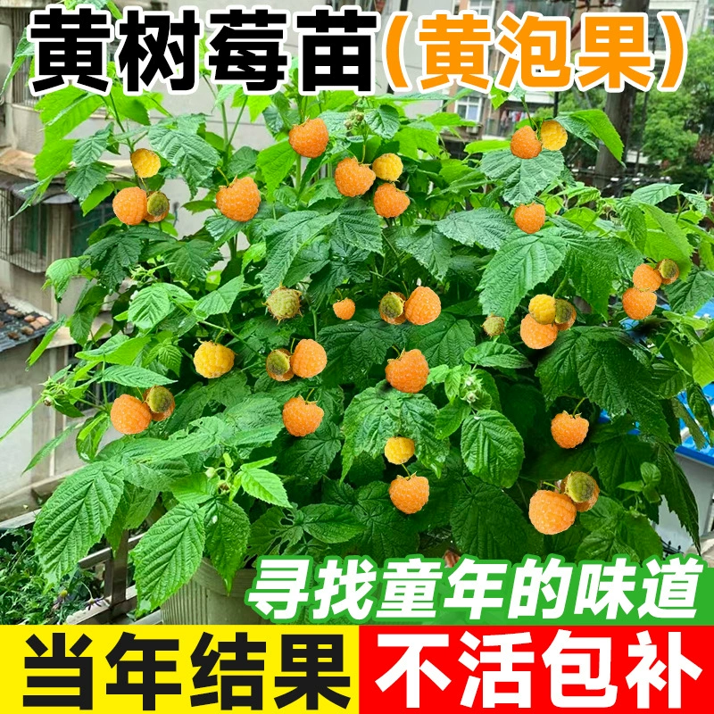 Саженцы желтой малины, четырехсезонные малиновые деревья, саженцы золотой осенней малины в горшках, посаженные на севере и юге, в том же году дающие плоды.