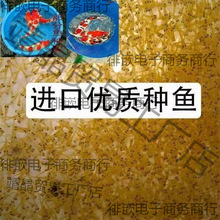 锦鲤水花鱼苗种日本红白昭和大正三色绯写观赏鱼淡水锦鲤小金鱼