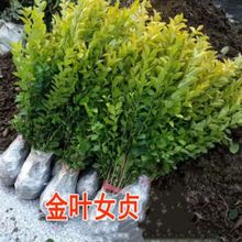 ���~Ůؑ����С�~Ůؑ�ͺ������~��߅�S��G���@��ͥԺ�h�ʹ�����