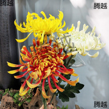 ����ջ� PU�ָд����¾� �Pβ���f�۾� ����PU������ ������