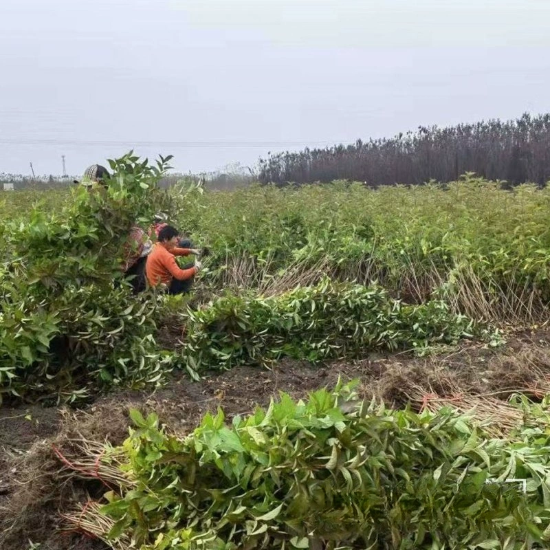 Оптовая Красный принц парчи пояса базы питомник цена цветения длинная дорога хедж цвет блок