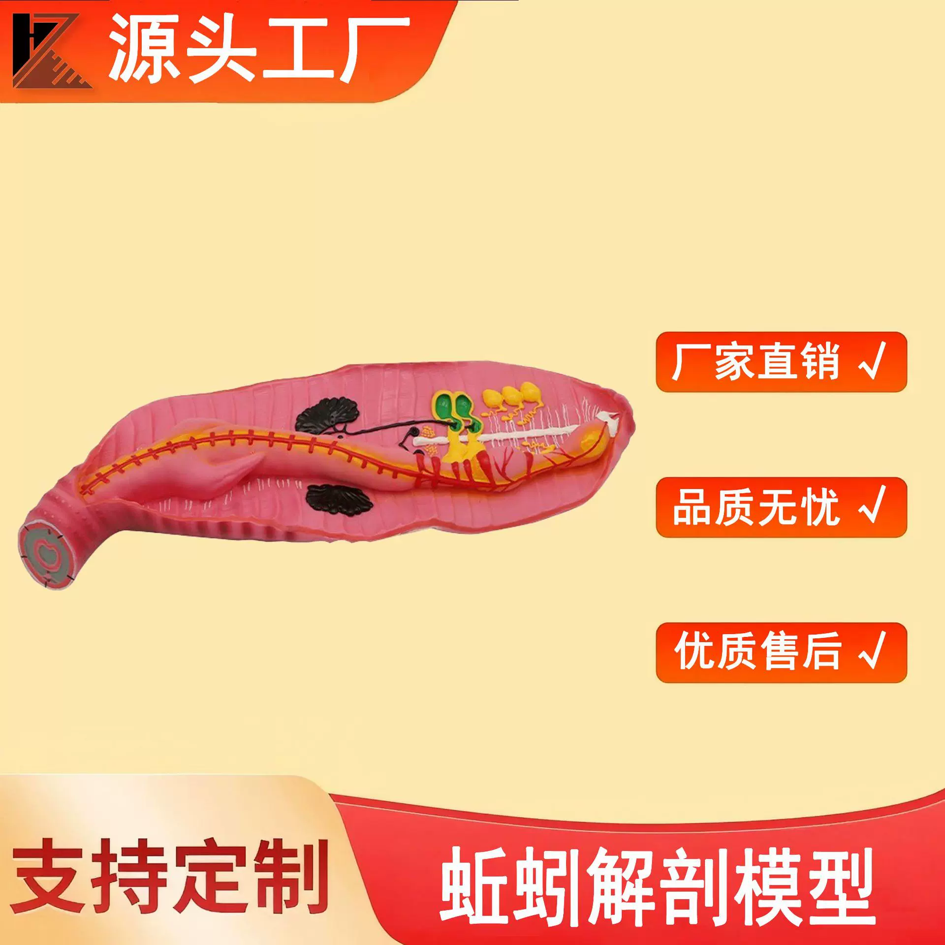 蚯蚓解剖模型蚯蚓教学演示仪器教具环节动物微生物放大模型器材