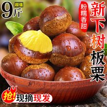 板栗生新鲜当季2024新鲜嫩野生板栗毛栗子农家板栗非锥栗小油栗子