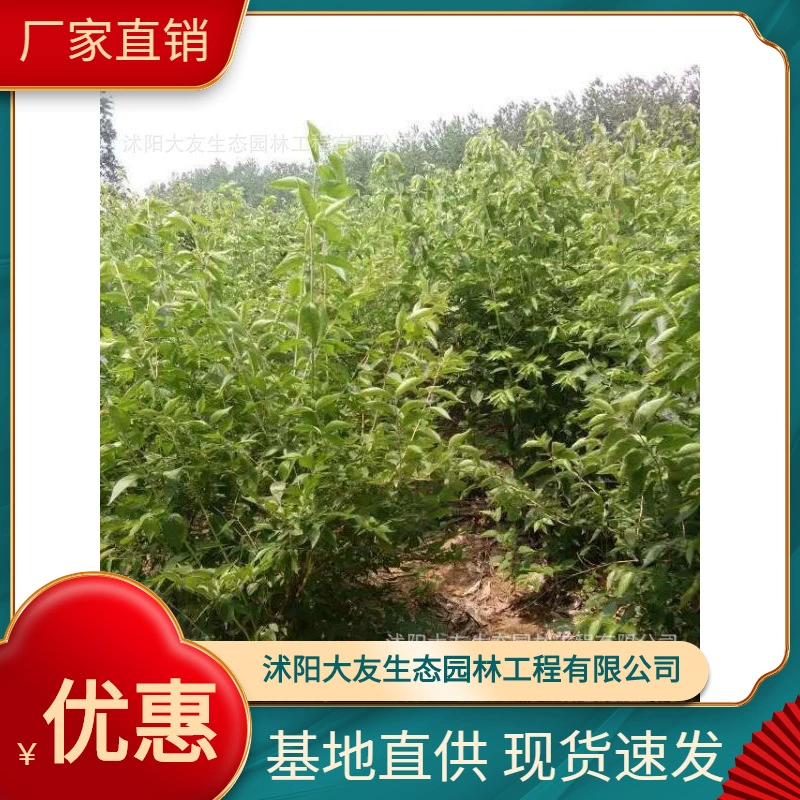 Золотая и серебряная деревянная основа оптом, сорта собственного производства, в комплекте с живописным ландшафтом, зелеными саженцами