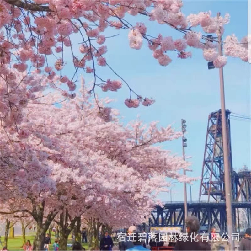 Оптовая продажа саженцев сакуры саженцев сакуры