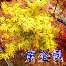 黃金楓樹苗黃金赤楓日本紅楓樹苗橙之夢羽毛楓盆栽植物綠化苗木