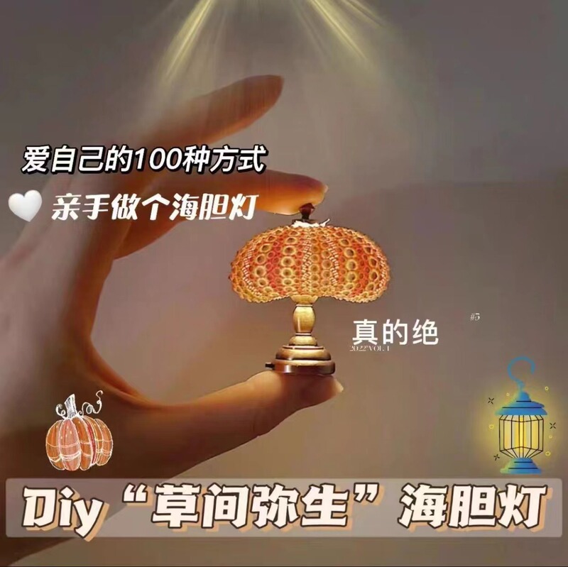 Little Red Book with Mini Retro Sea Urchin Nightlight Children's Desktop Small Table Lamp Decorative Ornaments Tanabata Gift Little Red Book with Mini Retro Sea Urchin Nightlight Children's Desktop Small Table Lamp Decorative Ornaments Tanabata Gift