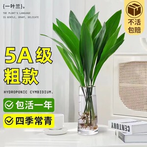 一叶兰盆栽网红水培植物室内四季常青水养绿植客厅懒人好养活植物