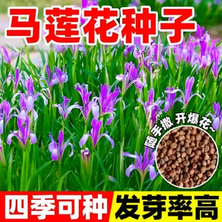 马兰花籽四季种植开花马莲种子阳台庭院易活盆栽马蔺蝴蝶兰种籽孑