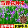 四季庭院开花盆栽花籽