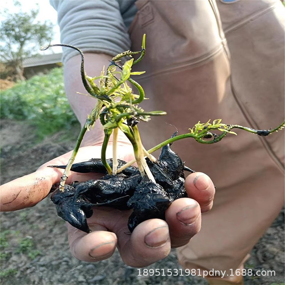 二角大菱角种子批发 湿地绿化四角小菱角苗厂家 承接种植红菱角种
