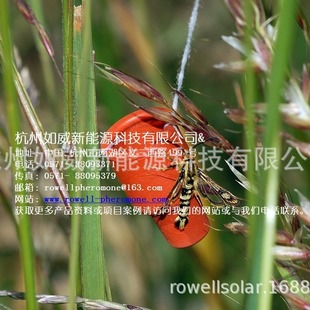 �������� �����e֫�����T�� ���x����Ϣ�� �Tо �T����