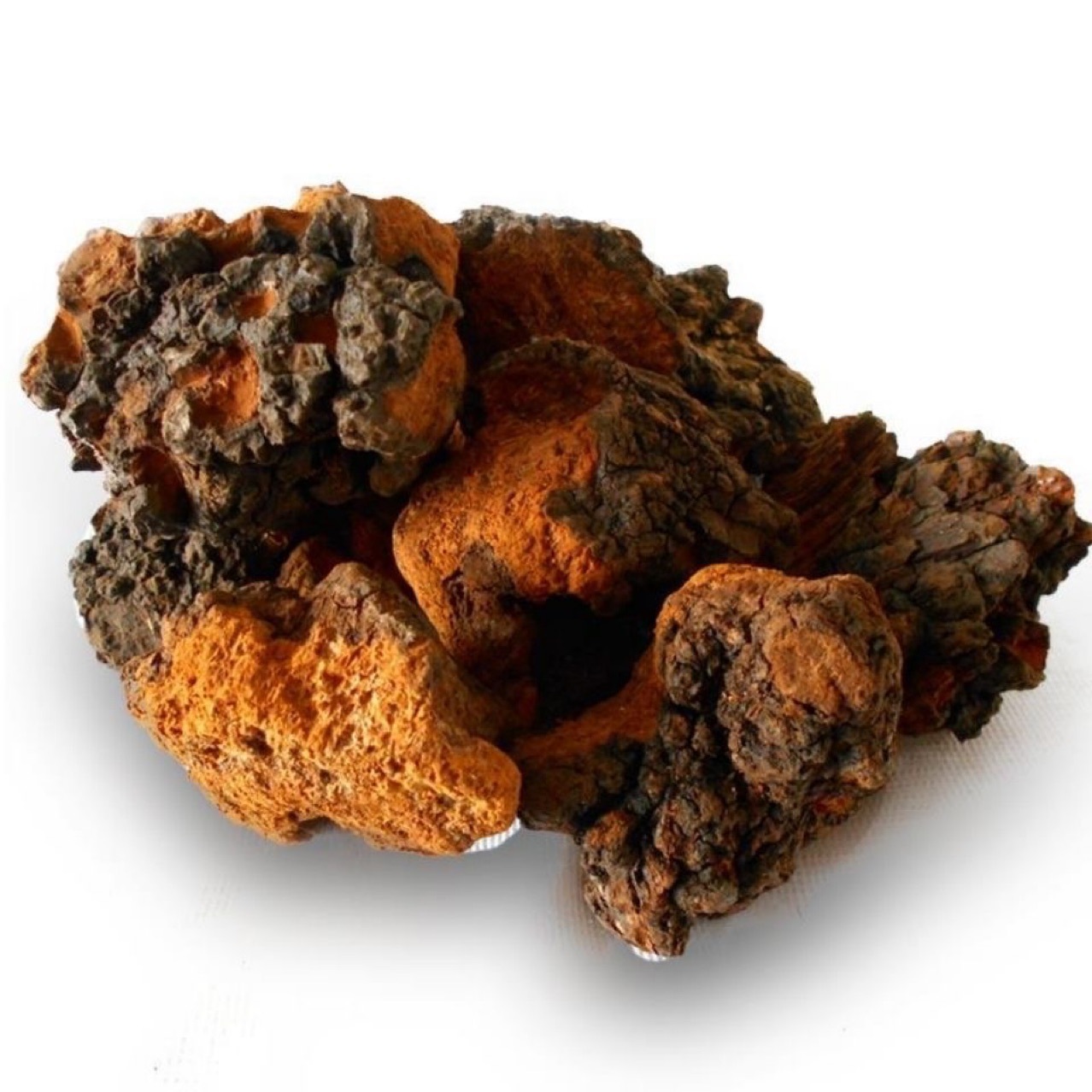 桦树茸 白桦茸 桦褐孔菌 500克