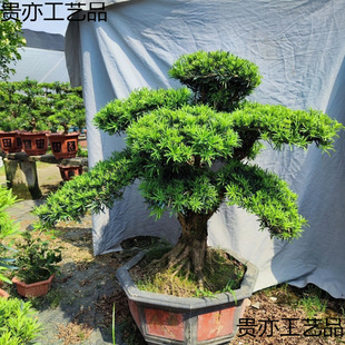 ���T�_�h���辰����ͥԺ�Gֲ�ļ�������B�ͻ��Ϙ��ͺ��L��ȸ��