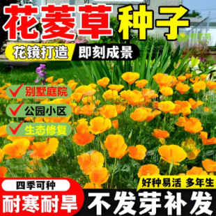 ����ݷN�Ӵ��ﲥ�N�������ͺ����N�G������ͥԺ�̨���Ի��ܷN��