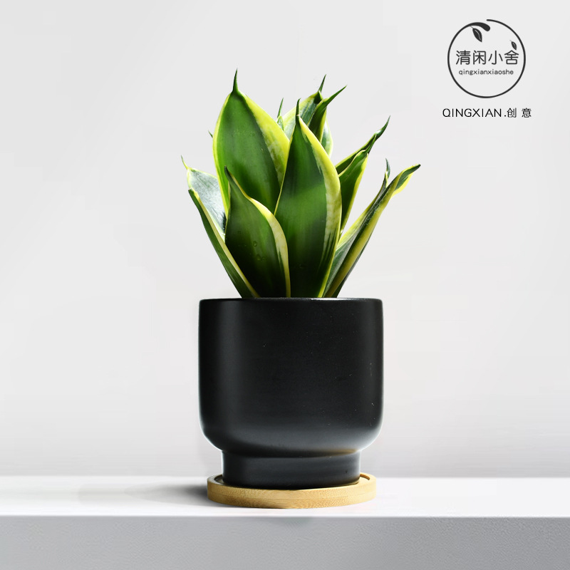planta verde de orquídea de tigre, planta de aire purificado interior, orquídea de tigre, resistencia a la sombra, buena conservación de orquídea holandesa, planta de mesa en maceta