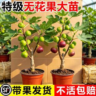 һ�����l�����o������������Ԙ��粨���t�ش���ϱ����ļ��̈́���