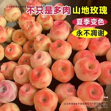 �������ֲ�������]õ��ˮ�����̨�Gֲ�������Fɽ��õ���ϰ����]