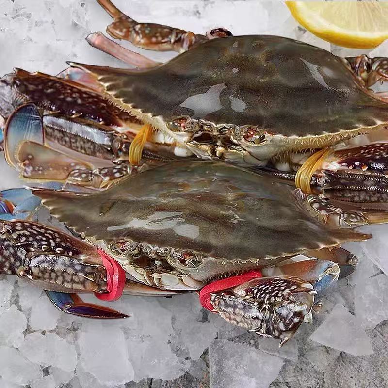 梭子蟹海鲜鲜活特大1斤2-3只装舟山梭子蟹冷冻新鲜大海螃蟹梭子蟹