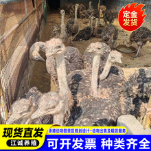 非洲鸵鸟幼苗活的 养殖成年大型驼鸟活体出租出售可挑选 鸵鸟价格