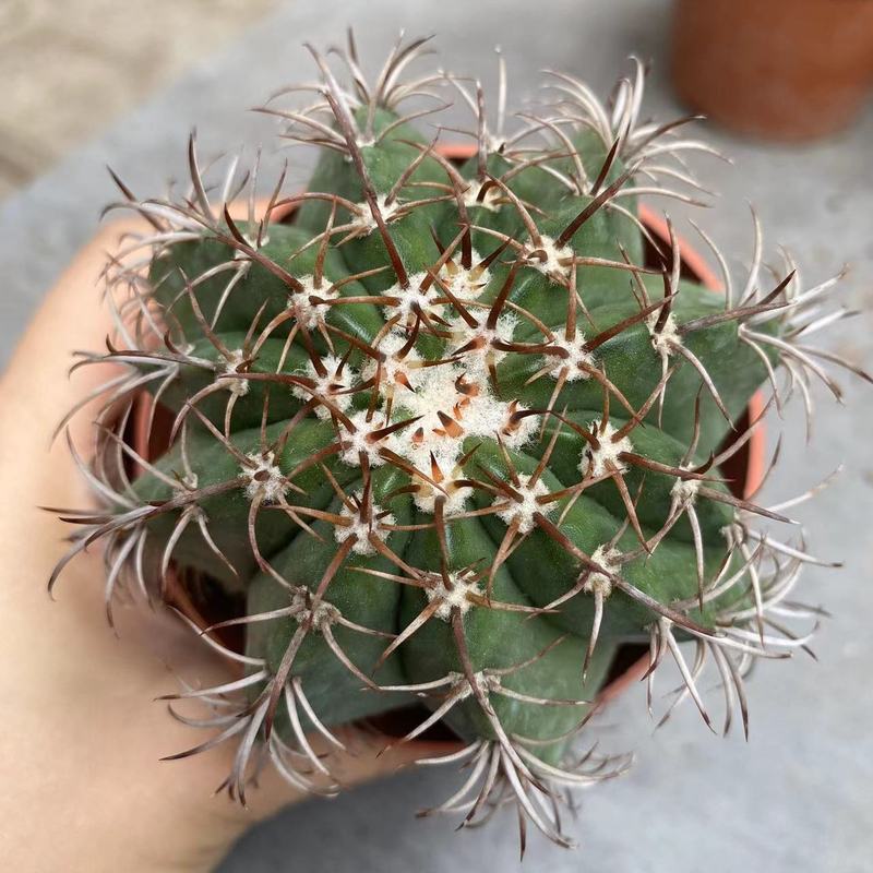 大仙人球コレクション、鉢植えの開花仙人掌、多肉植物、星兜瑞昌玉、玉龍鳳玉、玉翁|undefined