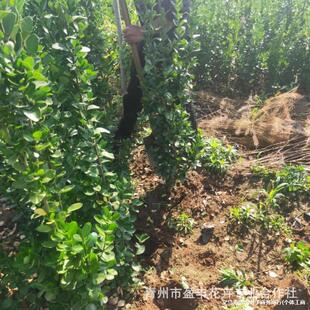 �G����ľ�е���G�hֲ���籱�����S������ļ��L�� ���~�S��