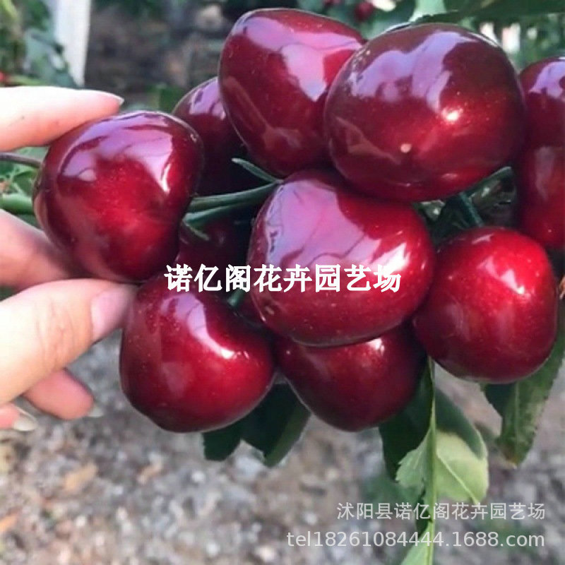 四川汉源嫁接车厘子树苗大甜樱桃黑珍珠果树肉细腻多汁南北方种植
