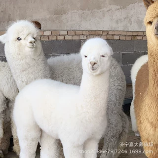 宠物小羊驼多少钱一只羊驼有几种颜色室内萌宠馆养殖羊驼注意事项
