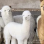 颜色注意多少养殖羊驼