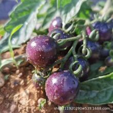 紫圣女果种子超甜圣女果水果种籽阳台四季盆栽西红柿种子樱桃番茄
