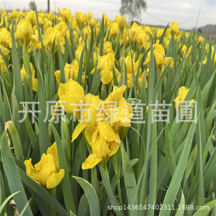 �������l�Sβ����ر��ݻ����Sβ�໨ϵ�Sβ����|���SβС��