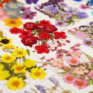 干花diy材料包永生花压花押花手工滴胶书签真花植物树叶标本包邮