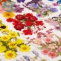 植物手工压花押花材料包
