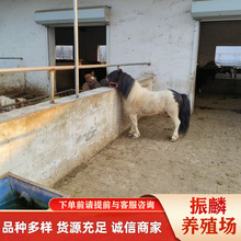 ���^С���R�Rƥ���� �Z�����R �����R���w���_�R����