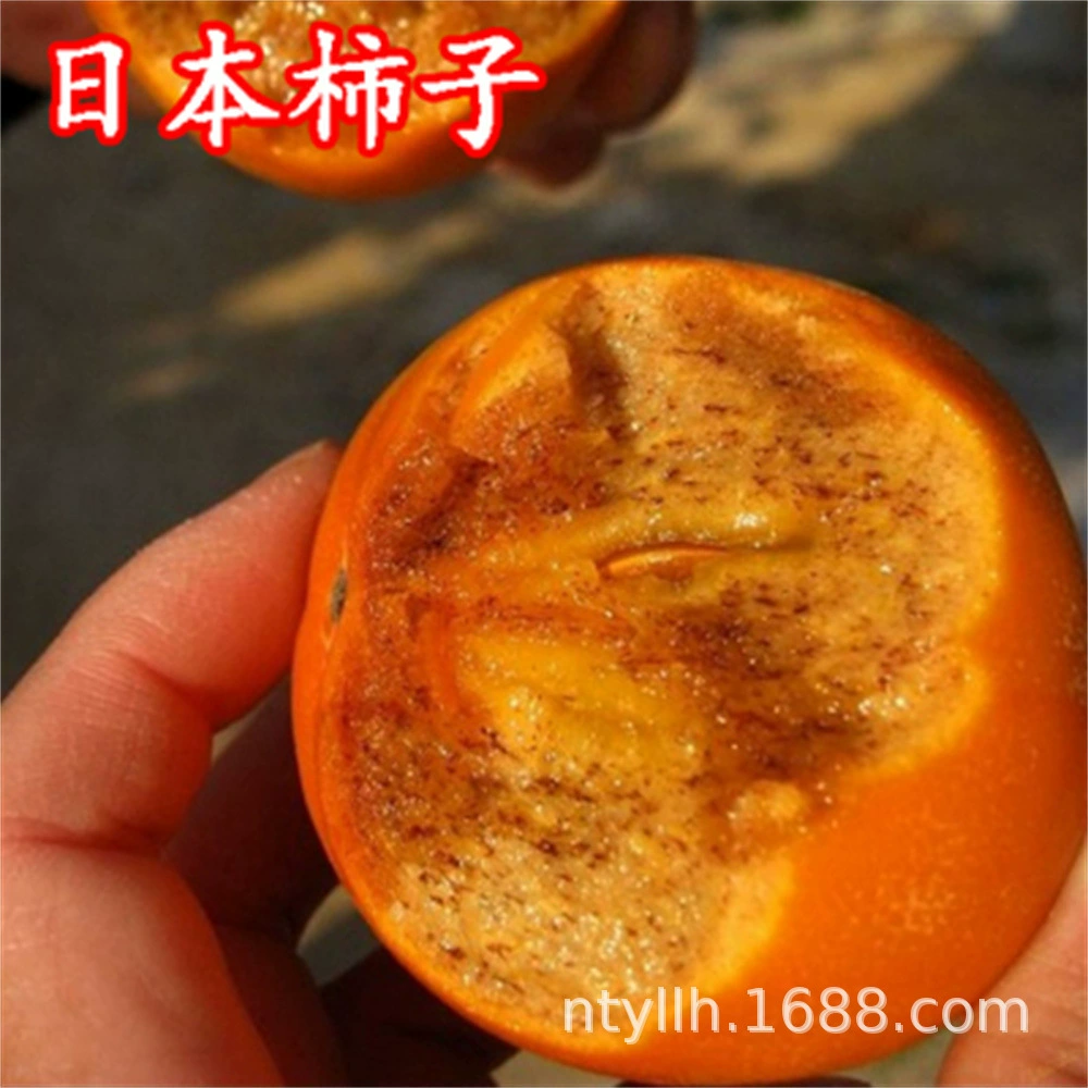 Новый сорт мороженого Сеялка фруктовых деревьев Белая хурма Сеялка Шоколад Фруктовая рассада Белая хурма Сеялка фруктовых деревьев