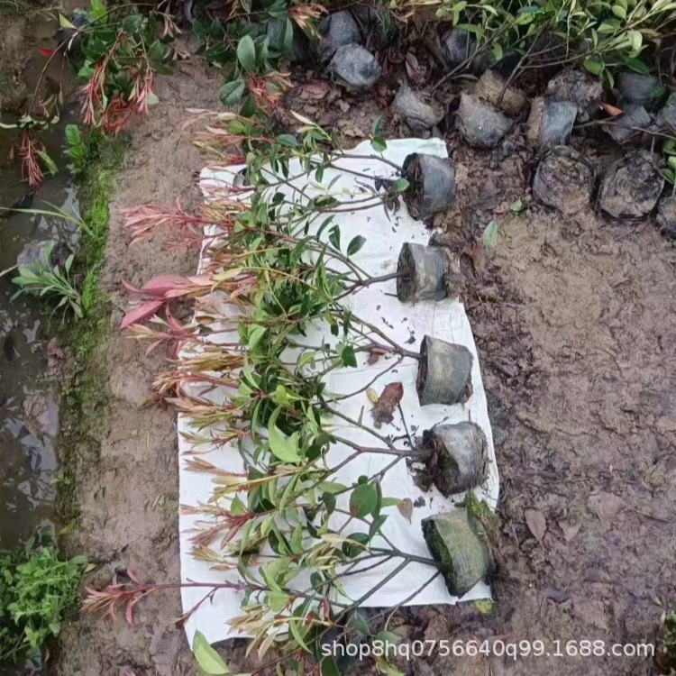 红叶石楠大杯3_副本