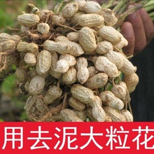 花生壳发酵腐熟包邮兰花土大包植料君子蝴蝶兰石斛腐殖土基质拌土