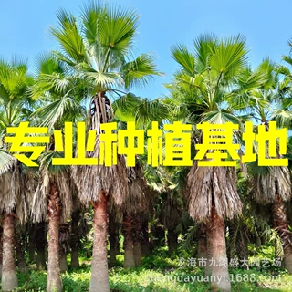 江苏华盛顿棕榈价格 浙江华棕树报价 江西老人葵批发 云南大丝葵