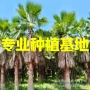 云南华盛顿大丝华棕