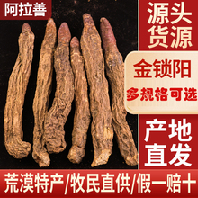 锁阳整根内蒙古阿拉善金锁阳肉苁蓉沙漠人参搭配玛咖泡酒泡茶料