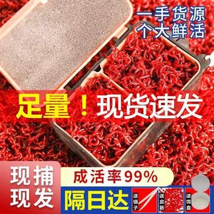 �t�x���D�ش�̖���x���w�r�����D�ﶬ���a�~Ұ��D����~����~�D