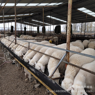 Сβ�����^̥����ĸ�� �Ų��d���̥ĸ��  Сβ�����Bֳ��