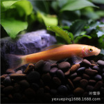 金苔鼠鱼淡水清道夫鱼缸清洁工除藻工具鱼热带观赏鱼吃粪便垃圾鱼