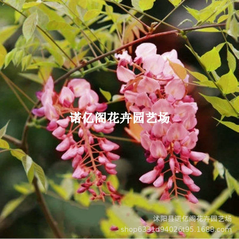 Глициния цветок саженец вьющаяся лоза растение двор стена четыре сезона цветение горшечный цветок рассада зеленая посадка цветок лоза Глициния