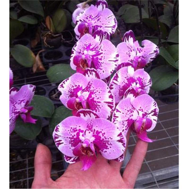 Cuatro estaciones mariposa orquídea plántulas en maceta balcón interior sala de estar flores plantas florecen con flores de maceta original