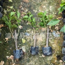 ����÷������ ���� ��25cm ��֦�ԏ� ��·���x���G���� ����r��