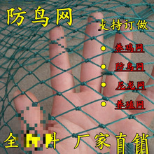 果树尼龙线养殖天网防鸟果园葡萄园用网鱼塘防鸟网丝网大棚樱桃园