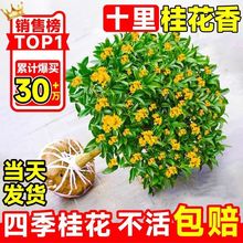 桂花树苗室内绿植庭院嫁接桂花盆栽浓香型四季室外耐热好养